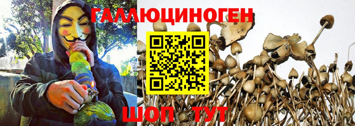 Псилоцибиновые грибы Psilocybine cubensis Рославль
